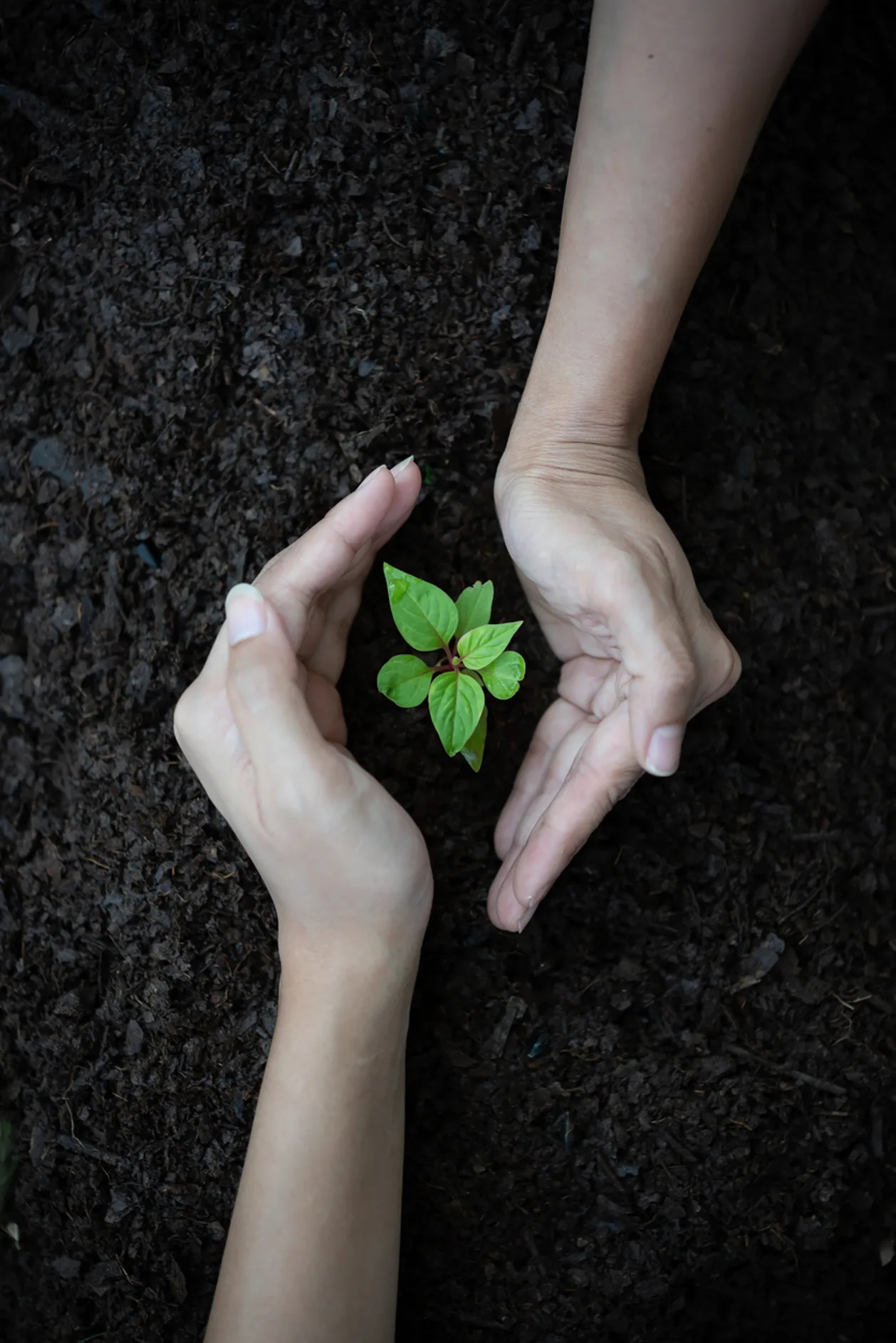 Future of wellness trend and soil bathing close up of plant in female hands
